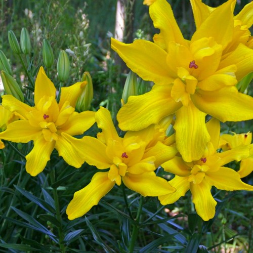 Lilium 'Tomos' - Liilia 'Tomos' C1/1L